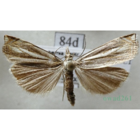 Crambus lathoniellus (Zincken, 1817) Wachlarzyk natrawny Czech84d
